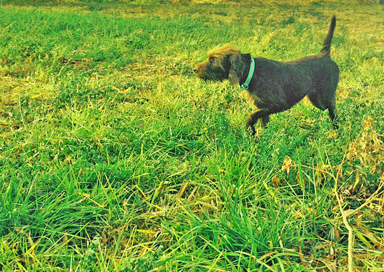 Cedarwoods Essence of Tukr (aka Rugr) is one of the most enjoyable dogs to work on planted birds as his honesty is unparalleled.  His Father, Hidden Acres Atlas (aka Romo) offers the same honesty. Pictured here at our training property in Idaho working a planted chukar.