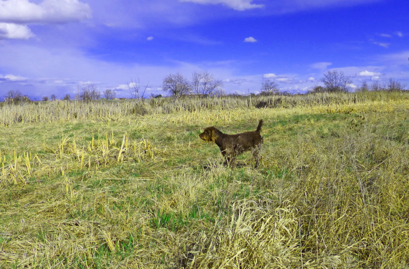 VC Cedarwoods Kaykais Pard (aka Pard) at the swamp demonstrating his backing ability in a training exzcercise just prior to going to the NAVHDA Invitational.  Pard has the natural backing instinct he inherited from his father, Hidden Acres Atlas (aka Romo).