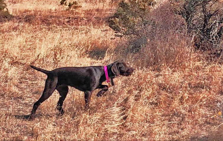 This young female has her father, Hidden Acres Atlas (aka Romo) intense pointing instinct and cannot be denied she has a bird not far off of her nose.
