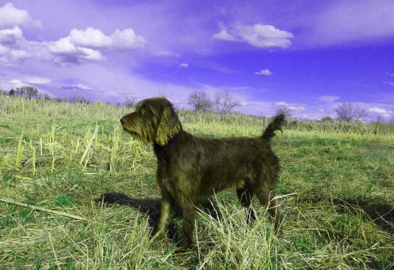 Vc Cedarwoods Kaykaie Pard (aka Pard) shown here in training for the NAVHDA Invitational in a backing excercise at the swamp.