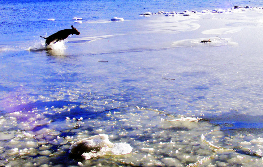 I'm often asked "if a Pudelpointer can handle winter waterfowling in ice water"?  This page of pictures answers that question best.  One of Cedarwoods Sharp Shooter's (aka Eli) pups here showing his stuff on a frigid day doing what he loves the most.