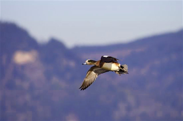 This Drake Widgeon is on a mission.  Our ponds that are off the Boise River is a staging spot for Widgeon in the early Fall so we routinelly take them as our limit on October/November hunts.