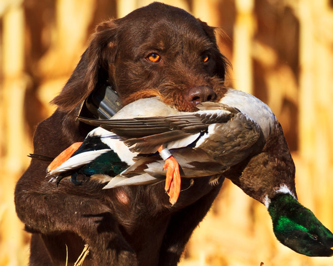 Cewdarwoods Yellowstone Gunnr bringing in a mallard for owner Todd Baier. Did you notice the band ?  Todd lives in Billings, Montana and Gunnr sees waterfowling in fields and the Yellowston River all winter.  Upland hunting for sharptail, huns, and pheasants consume the Fall hunts for Gunnr and Todd.