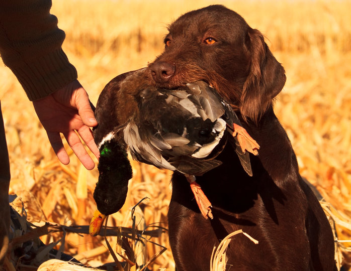 Gunnr making the perfect delivery is another dog out of Cedarwoods First Offense. Gunner's best day was a 22 goose day where he retrieved all 22.  Several blind retrieves over 400 yards.