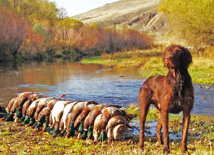 Cedarwoods Mtn Huckleberry after an Oregon shoot in early November.  Check out his pedigree on our Breeding Stock page to view the results of a 20 year breeding program.  He is line bred from Cedarwoods First Offense and his retrieving skills verify the breeding.