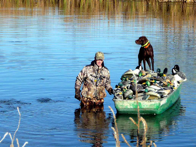 Cedarwoods Daunting Spirit (aka Duffy) helping gather up the decoys following a November mallard shoot in Idaho.