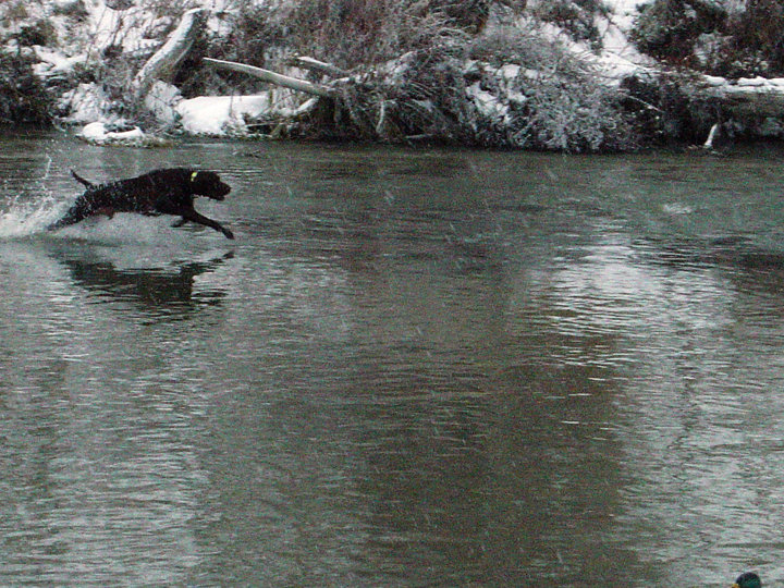 Cedarwoods Daunting Spirit (aka Duffy) putting the chase into full stride on a crippled mallard.