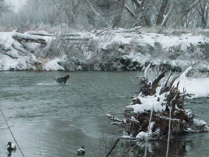 Duffy is now in high gear and closing the gap on his prey.