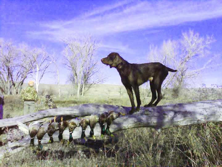 Cedarwoods Daunting Spirit (aka Duffy) proudly displays a fine days take of mallard drakes in Oregon.