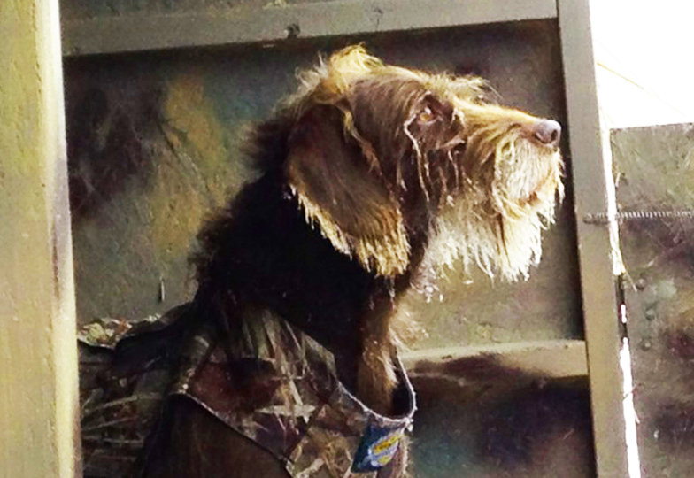 Cedarwoods Hidden Image (aka Kona) with a frosty face and the "duck stair" look with eyes like ice on fire.