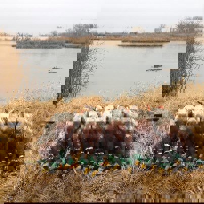 A good day working over the mallard drakes in Oregon.  Neatly stacked just like cordwood.  These look like the Oregon Ducks after Boise State played them & beat The Ducks the 2 years that the teams met.