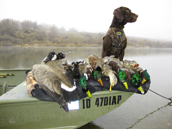 Cedarwoods Storm Trooper (aka Jaspr) following a day on Idaho's Snake River with Paul Barney.  Jasper and Paul waterfowl on this river 30-50 days annually.  It doesnt get much better than this. Jasper is one of our stud dogs and can be seen on our Breeding Stock page.