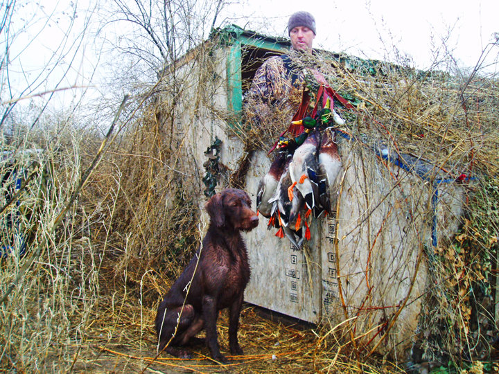 Duffy at his normal spot next to the blind and posing in the "ready" position.