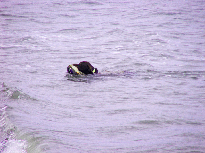 Dan Kremers hunting waterfowl off the Eastern Shore in January.  These are about the toughest conditions for a dog to perform in.