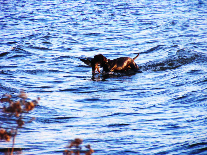 Ozzie bringing in his 3rd mallard on the afternoon's hunt.