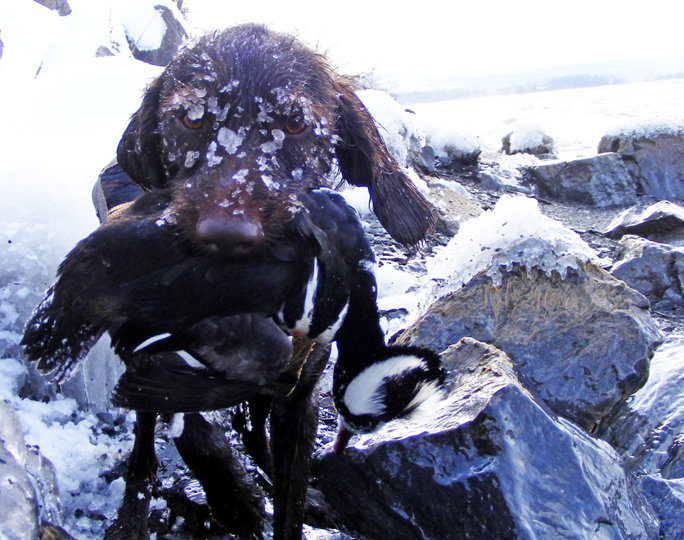 Cedarwoods Mojo Rising has that iced over appearance that all winter waterfowlers hope to see their retriever sporting.