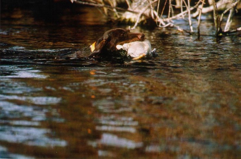 Cedarwoods First Offense (aka Tukr) retrieving a mallard off the Snake River at Hagerman during a January duck hunt.