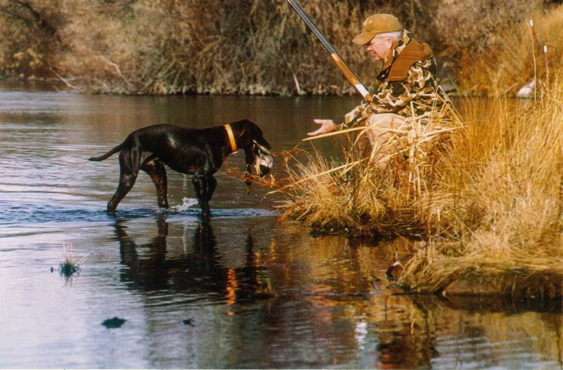 Cedarwoods First Offense (Tukr) delivering his bird to hand as always done.    A well trained retriever will always deliver the bird to hand prior to shaking off the cold water.