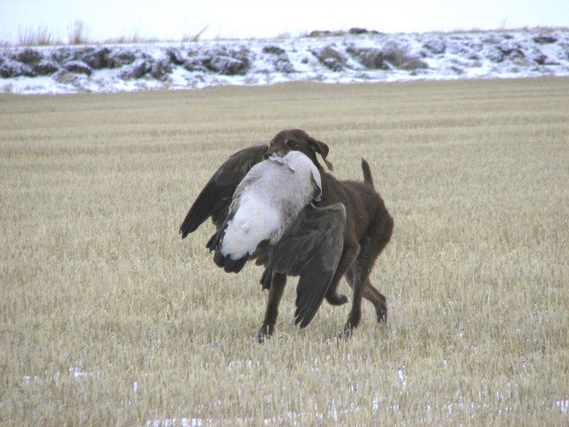 I'm often asked if a pudelpointer can handle a goose.  Here's an 18 pounder coming in from a 50 yard land retrieve.