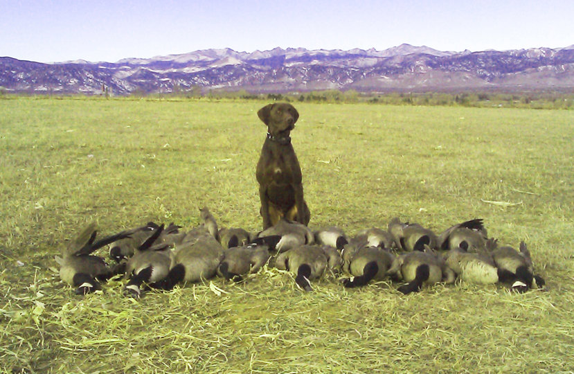 A good day getting after the honkers in a stubble field.  10 month old Cedarwoods Conway after a hard days work.