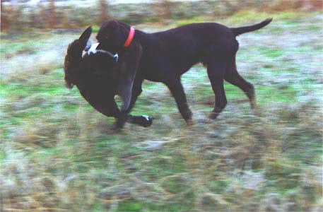 Cedarwoods First Offense (Tukr) retrieving a canadian honker at one year of age on an island of the Snake River.  This is the product of 3 generations of our breeding program (27 of 28 dogs on Tukr's pedigree have earned a NAVHDA Prize I in natural ability).