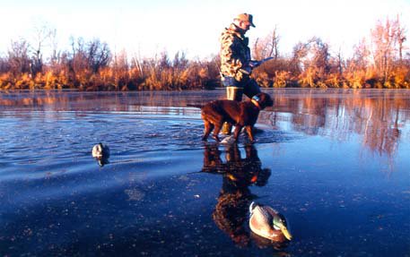 Bob and Cedarwoods Dusty Rose heading to the blind for an evening hunt on an early October afternoon.