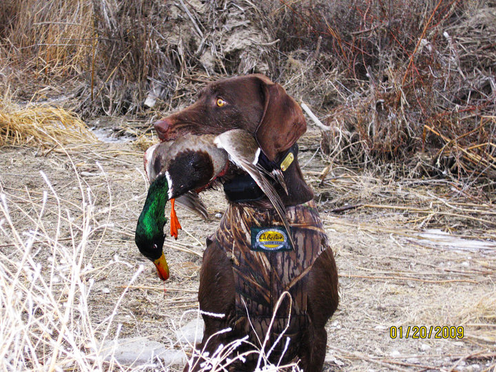 Cedarwoods Storm Trooper showing off the results of a healthy retrieve on Idaho's Snake river.