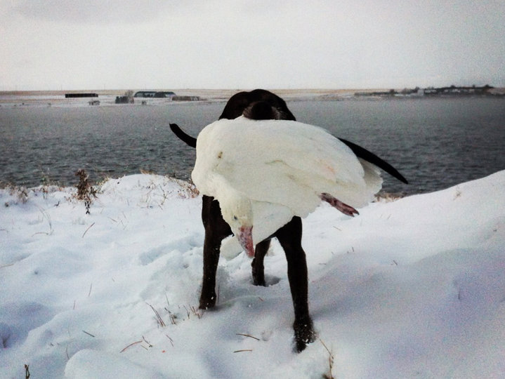 This is one very large Snow Goose.  Still alive and easily handled by this Pudelpointer.