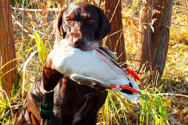 Tukr brought in Brett's first duck (he finished it off for grandpa with his BB gun) only to discover it had bands on both legs.  One offering a $100 reward for the information and location.