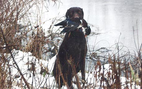 Cedarwoods Blaze (Jake) with a wood duck from a duck hunt in January at "The Swamp".