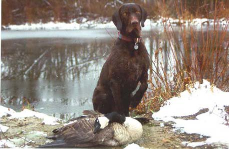 Cedarwoods Blaze (Jake) and a well deserved December goose from "The Swamp".  Same day as previous picture and the morning ice is now receding.