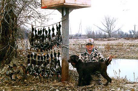 Bob Farris with his first Pudelpointer, Haverhills Aleeta following a mallard shoot at "The Swamp".