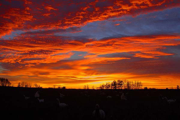 The sun is just beginning to rise on a Saskatchewan snow goose hunt in early October.