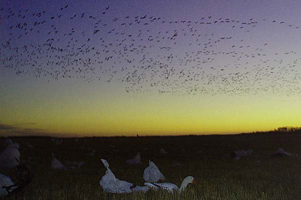 With the sky now nearly visable our blue-bird day is completely blanketed by thousands of snow geese waking up to head for a grain field for food.