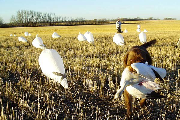Hery Ze Strazisskych Lesu had just been imported from the Czeck Republic as a 4 year old dog by Cedarwood Kennels..  He took to this work as if he had been doing it all his life.