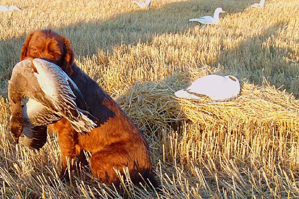 Hery posing with a mature Blue.
