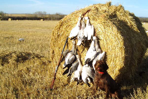 Our blind this day was behind a round hay bale.