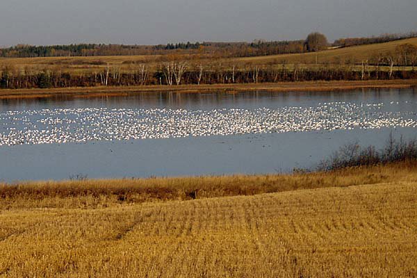 It is now afternoon and the geese are resting on nearby ponds and reservoirs.