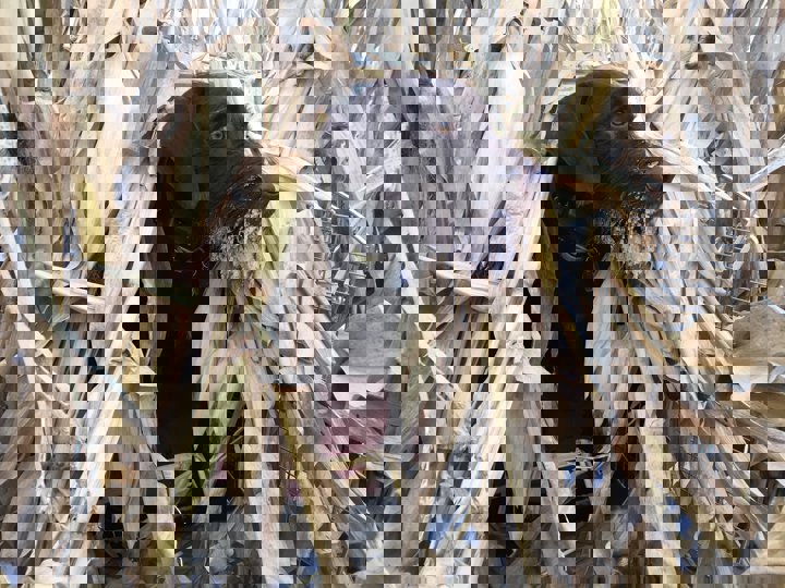 Alan Petersons Pudelpointer is a complete team player when on a goose hunt during the winter. Understands his role and patiently awaits a retrieve when sent.