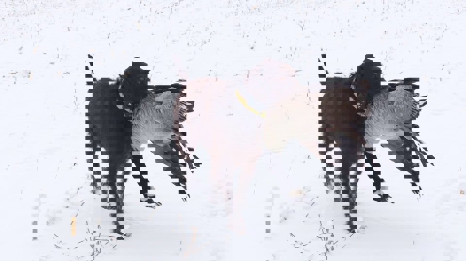 Alan Petersons young male Pudelpointer has no trouble figuring out the hold on his first goose retrieve.