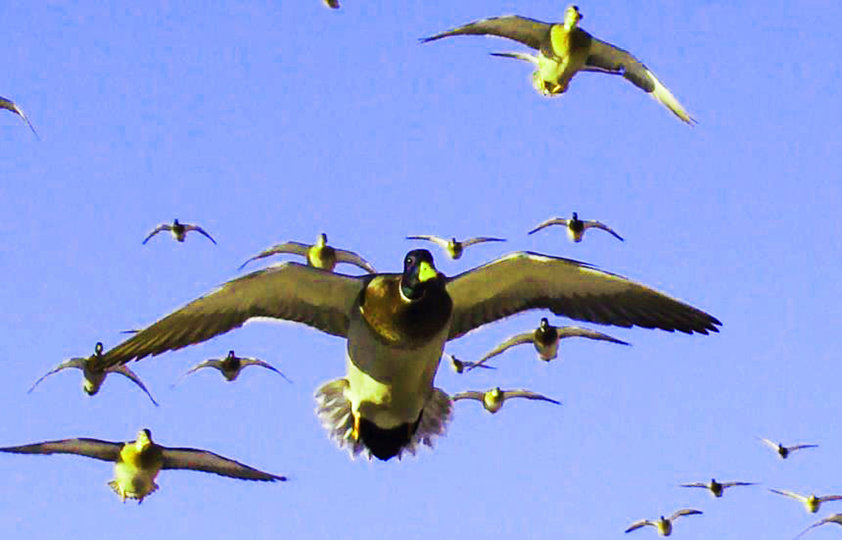 A drake Mallard in your face and five more drakes behind him says "dont wait for another pass" !!!!  Let's cut 'em !!!!