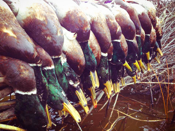 A nice mallard bounty.  The greenheads are worthy of a display before they go to the smoker.