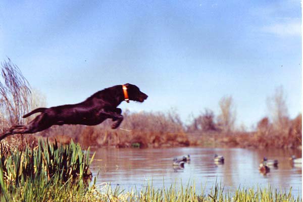 Cedarwoods First Offense (aka Tukr) attacking the water on a January duck hunt in Idaho.  Tukr only knows one way to enter the water, and that's with the explosive passion as shown here.  No other pointing breed rivals the pudelpointer when it comes to winter waterfowling and adverse conditions.